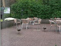 Keukenhof